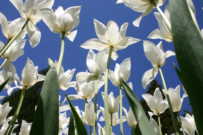 Tulipes a Morges - 086